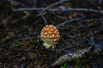 fly agaric mushroom © EVGENII