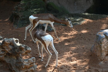 Two white antelopes standing on sandy ground © Галина Миронюк