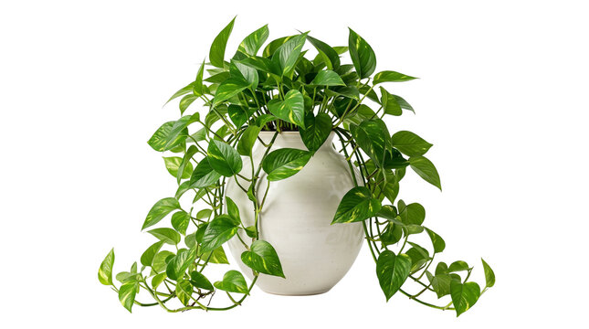 Lush green pothos houseplant in white ceramic pot, trailing devils ivy indoor plant, vibrant foliage for home decor isolated on white