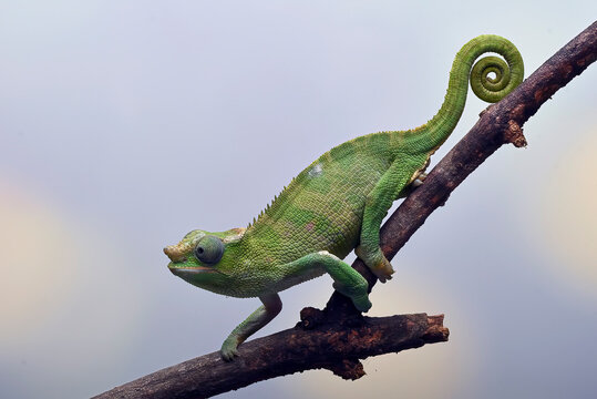 Female Fischer's chameleon walking on a tree branch