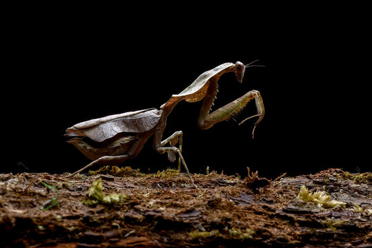  a dead leaf mantis perched on a tree log against black background