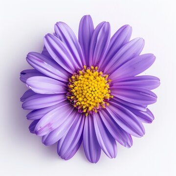 Vibrant purple daisy flower closeup