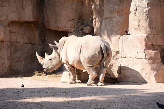 white rhinoceros resting with cattle egrets in zoo, white rhinoceros resting on sandy ground with cattle egrets nearby in a modern zoo habitat. endangered african wildlife, conservation and animal beh