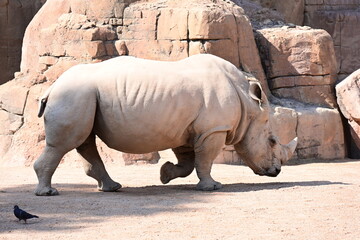white rhinoceros resting with cattle egrets in zoo, white rhinoceros resting on sandy ground with cattle egrets nearby in a modern zoo habitat. endangered african wildlife, conservation and animal beh © Галина Миронюк