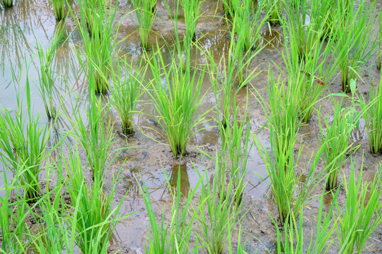 paddy in paddy field