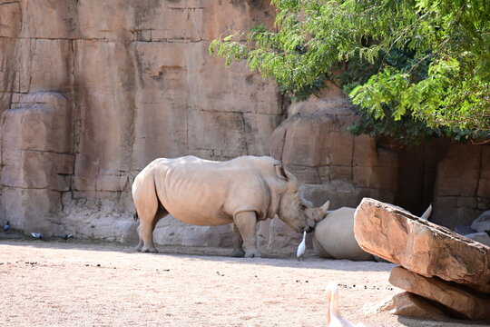 white rhinoceros resting with cattle egrets in zoo, white rhinoceros resting on sandy ground with cattle egrets nearby in a modern zoo habitat. endangered african wildlife, conservation and animal beh