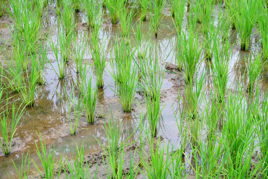 paddy in paddy field