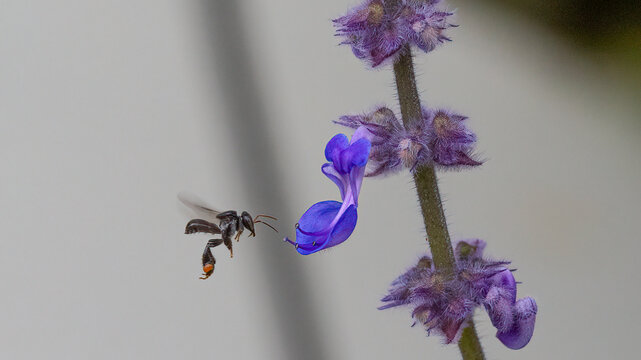 Tiny Native Australian Stingless Bee flying towards Blue Flower with Pollen on Legs