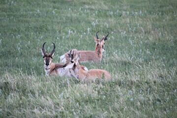 Pronghorn © Raymond