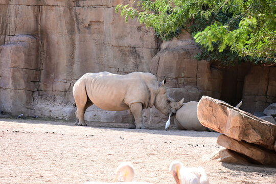 white rhinoceros resting with cattle egrets in zoo, white rhinoceros resting on sandy ground with cattle egrets nearby in a modern zoo habitat. endangered african wildlife, conservation and animal beh