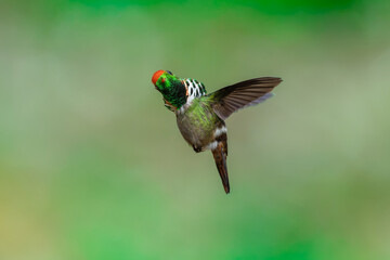Fototapeta premium Frilled Coquette (Lophornis magnificus) hummingbird captured in mid-flight hovering with wings spread, showcasing its vibrant rufous crest and decorative neck ruff against a green bokeh background.