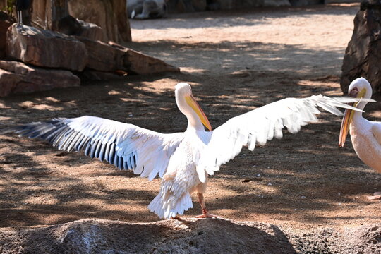 great white pelican in zoo enclosure, great white pelican standing in a zoo enclosure. large water bird with long beak and throat pouch, photographed in a wildlife conservation and educational environ