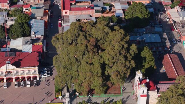 ARBOL MILENARIO DEL TULE OAXA AMEXICO