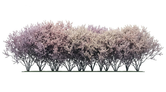 Une haie dense de cerisiers en fleurs roses isol&eacute;e sur un fond blanc pur, id&eacute;ale pour l'am&eacute;nagement paysager, le design architectural et les projets de jardinage printanier.