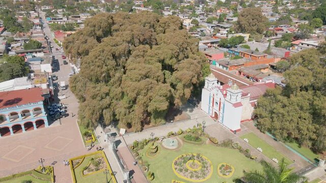 ARBOL MILENARIO DEL TULE OAXA AMEXICO