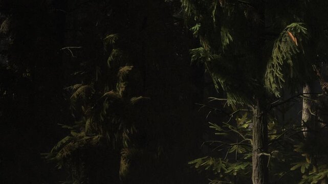 The scene shows tall trees in a dark forest. The light of the evening highlights parts of the trees. Shadows blend with the greenery, creating a contrast of light and dark.