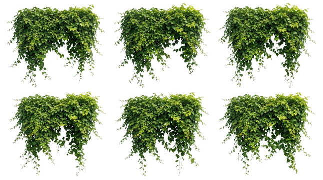 Conjunto de seis elementos de plantas trepadeiras verdes pendentes isoladas em fundo branco, ideais para design arquitet&ocirc;nico, paisagismo e composi&ccedil;&atilde;o de elementos naturais em projetos.