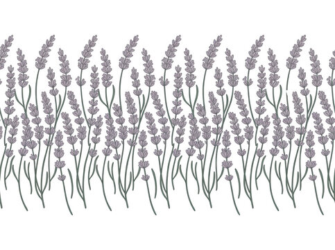 Ilustra&ccedil;&atilde;o vetorial de borda sem emenda com flores de lavanda roxas delicadas isoladas em um fundo branco, ideal para design de convites, embalagens e projetos de papelaria elegante.