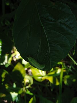 Close-up photos of animals, plants, and flowers.