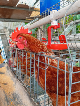 Close-up of a vibrant brown chicken (hen) with a bright red comb and wattle, in a wire cage on an egg farm.  