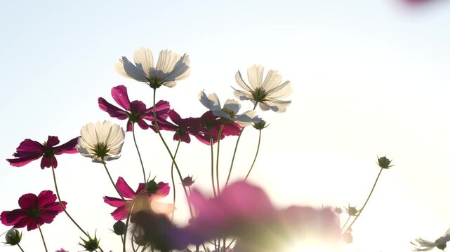 夕方のコスモス畑を逆光で撮影した4Kスローモーション動画