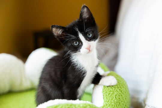 Portrait of a black and white kitten
