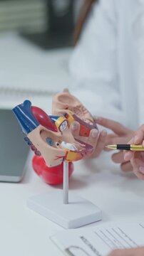 Doctor explaining cardiovascular anatomy with heart model during medical consultation in clinic environment.