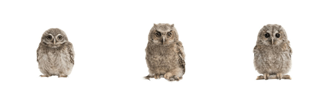 Cute Little Baby Owl Owlet Standing and Posing Isolated PNG, Realistic Nocturnal Bird Raptor Wild Animal Graphic Element, Transparent Background Clipart for Forest Design Projects & Creative Digital A