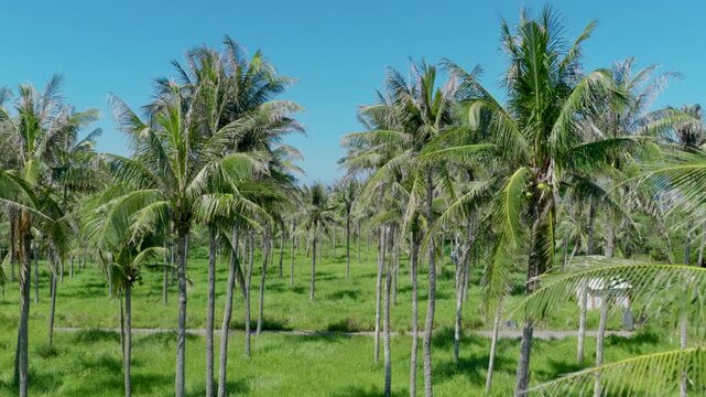 Aerial view Plantation of coconut trees