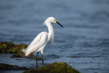 Obraz premium Snowy egret standing on moss-covered rocks beside calm water in a natural coastal habitat.