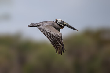 Obraz premium Brown pelican flying low above the water with outstretched wings in its natural coastal habitat.