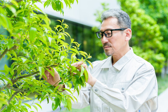 樹木のお手入れをする庭師