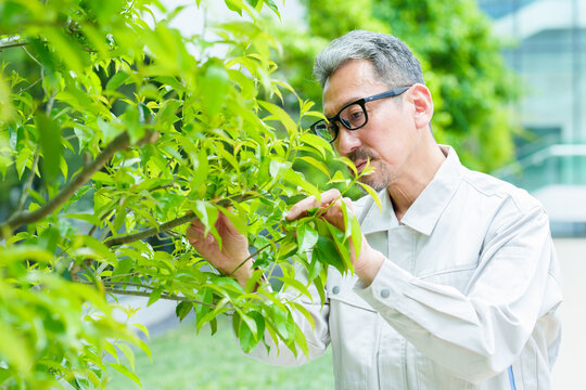 樹木のお手入れをする庭師