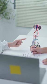 Doctor consulting patient about kidney and male urinary system with anatomical model and laptop in modern clinical environment.