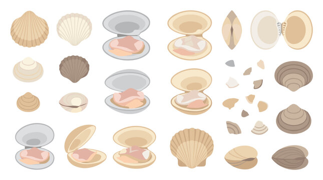Collection of various bivalve shellfish species, open and closed clams and scallops as culinary ingredients for seafood recipes and restaurant menus