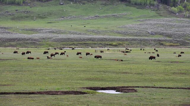Herd of bison with young calves grazing in Lamar Valley, sagebrush in foreground, summer vacation viewing wildlife in Yellowstone National Park
