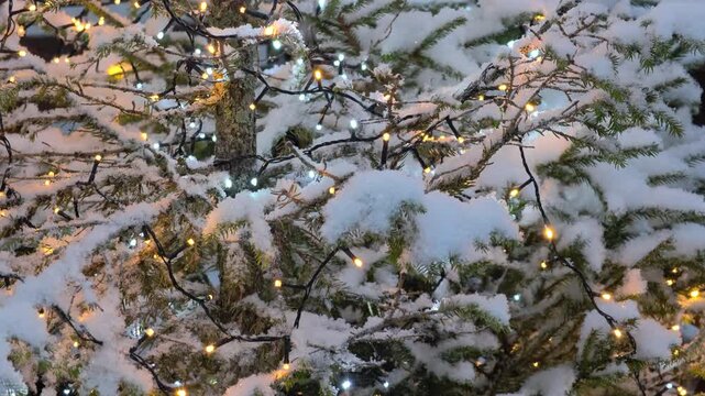 Close-up of Christmas tree branches covered in snow and decorated with glowing gold and white fairy lights, falling snowflakes in slow motion