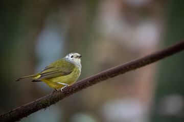 Obraz premium Solitary Javan Heleia Perched on Forest Vine. An adult Javan Heleia (Heleia javanica) rests attentively on a thick vine in a montane rainforest.