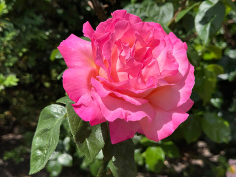 Rose pink beautiful tea rose flower 