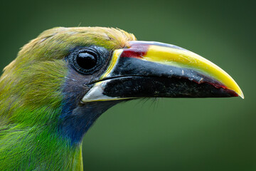 Extreme close-up of northern emerald toucanet beak and eye © NPF Photography