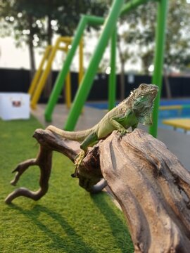 A Green Iguana Perched Gracefully on a Wooden Branch Outdoors