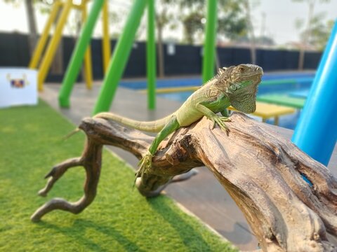 A Green Iguana Perched Gracefully on a Wooden Branch Outdoors