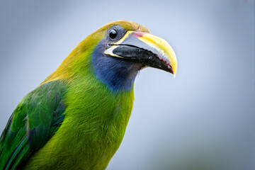 Portrait of northern emerald toucanet against pale background © NPF Photography
