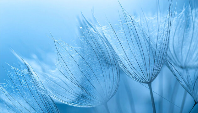 Abstract macro photography of dandelion seeds in soft blue tones background