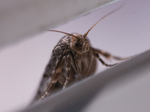 moth