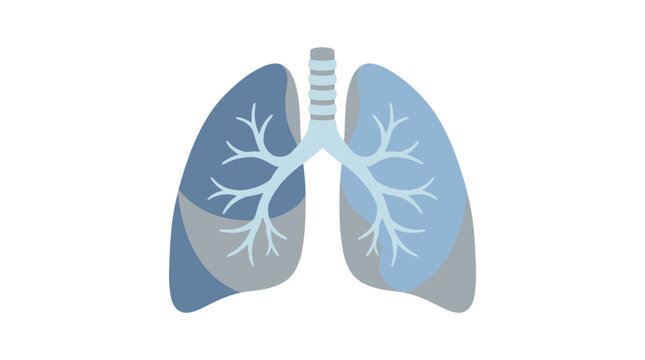 Detailed anatomical illustration of the human respiratory system, highlighting lung structure and bronchial tree for educational and medical scientific information design