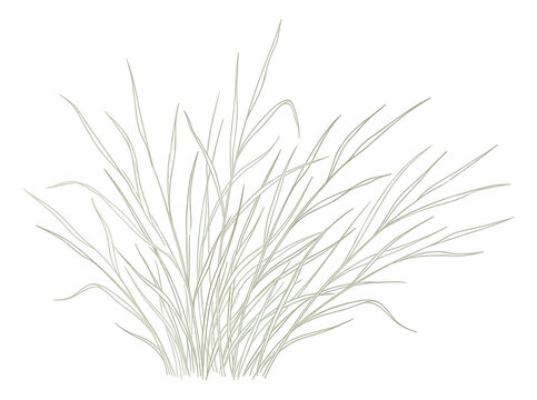Ilustraci&oacute;n lineal minimalista de un grupo de hierbas silvestres con trazos finos y elegantes sobre un fondo blanco, ideal para dise&ntilde;o gr&aacute;fico bot&aacute;nico, decoraci&oacute;n de interiores o proyectos de