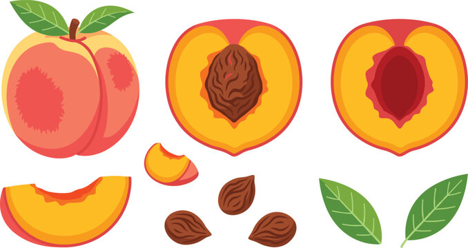 Fresh Peach Fruit Vector Icon Set Featuring Whole Ripe Peach with Leaves, Half Cut Cross Sections with Pit, Slices, and Seeds Illustration