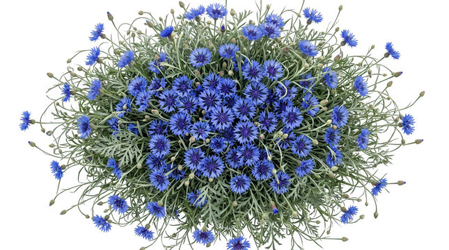 Vista cenital de un exuberante ramo de flores aciano azul intenso, Centaurea cyanus, con p&eacute;talos vibrantes y follaje verde plateado, aislado sobre un fondo blanco puro para dise&ntilde;o floral profesional.
