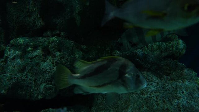 水槽を自由に泳ぐ魚たち 神秘的で穏やかなアクアリウムの世界